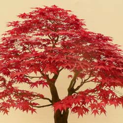 Acer palmatum Deshojo
